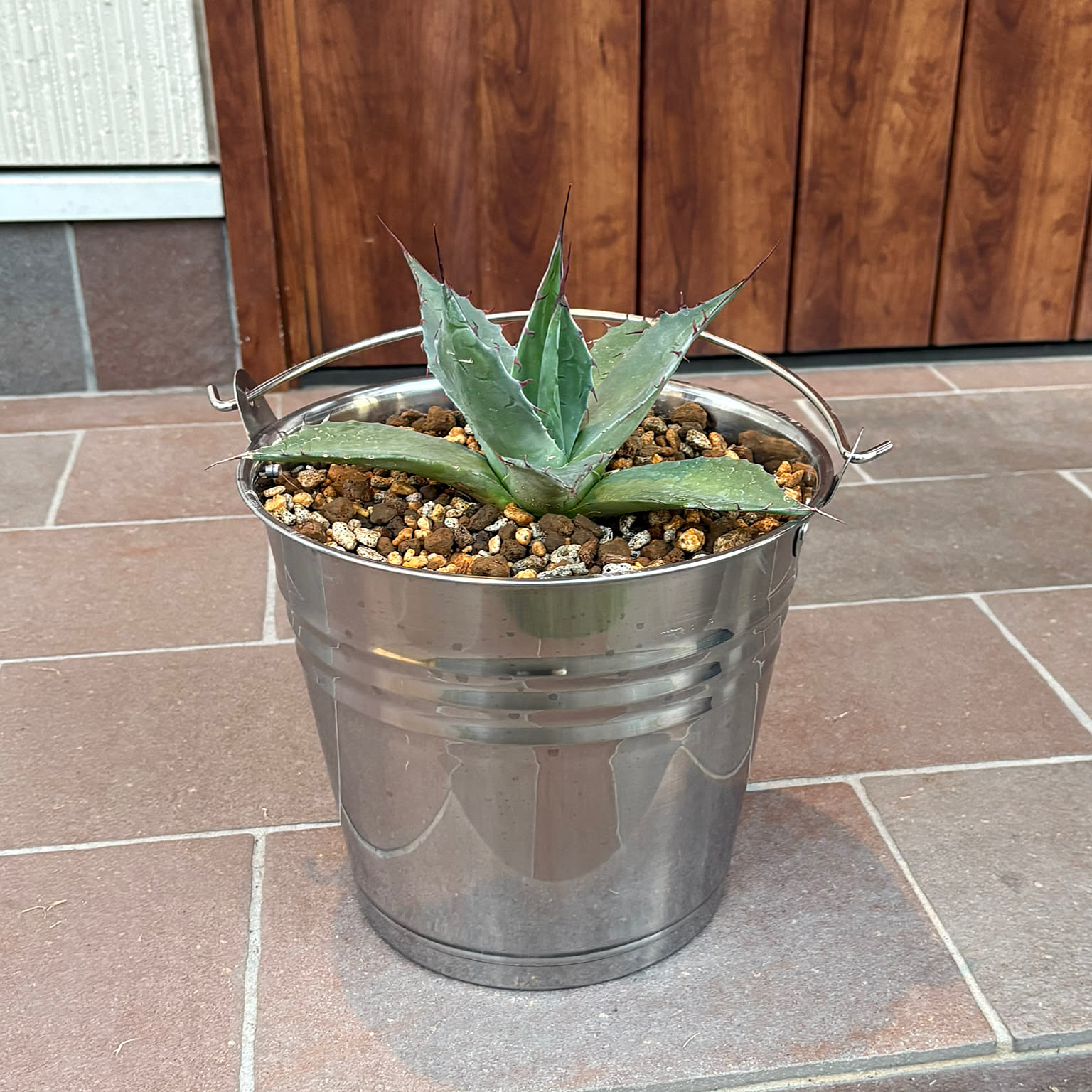 鉢植え アガベのおすすめ商品とおしゃれな実例 ｜ RoomClip（ルーム
