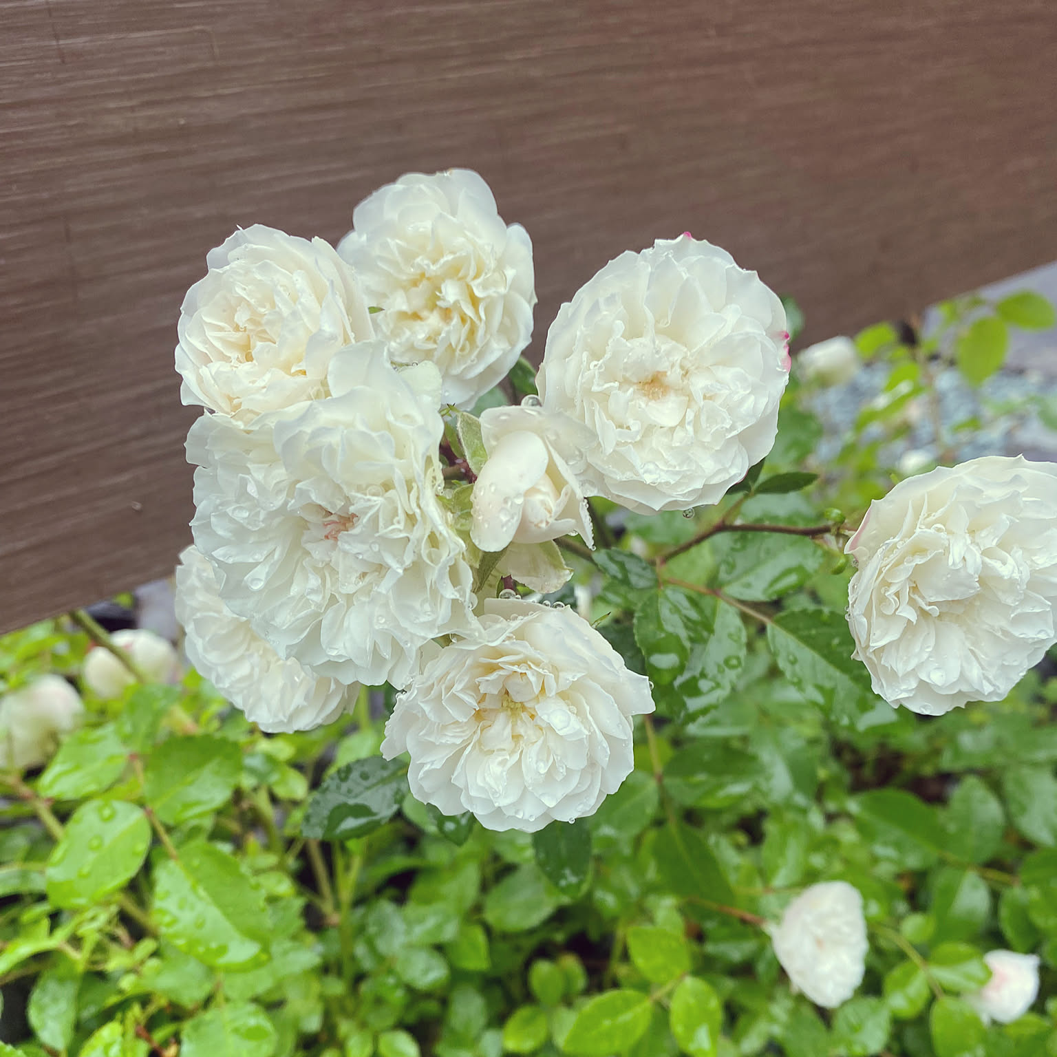 薔薇 ミニバラのおしゃれなアレンジ・飾り方のインテリア実例 