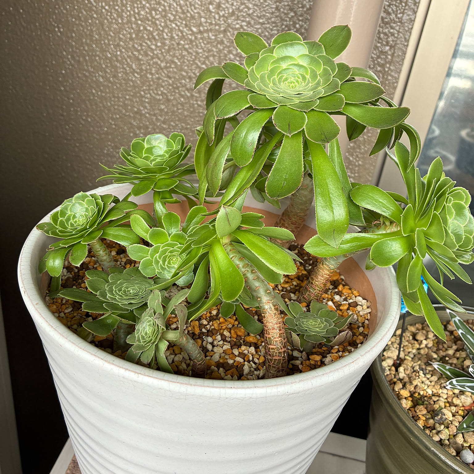 Top【選抜株】22162 アエオニウム　ゴージャス綴化12個　鉢無し/脱土 Top【選抜株】22162 アエオニウム ゴージャス綴化12個 鉢無し/脱土