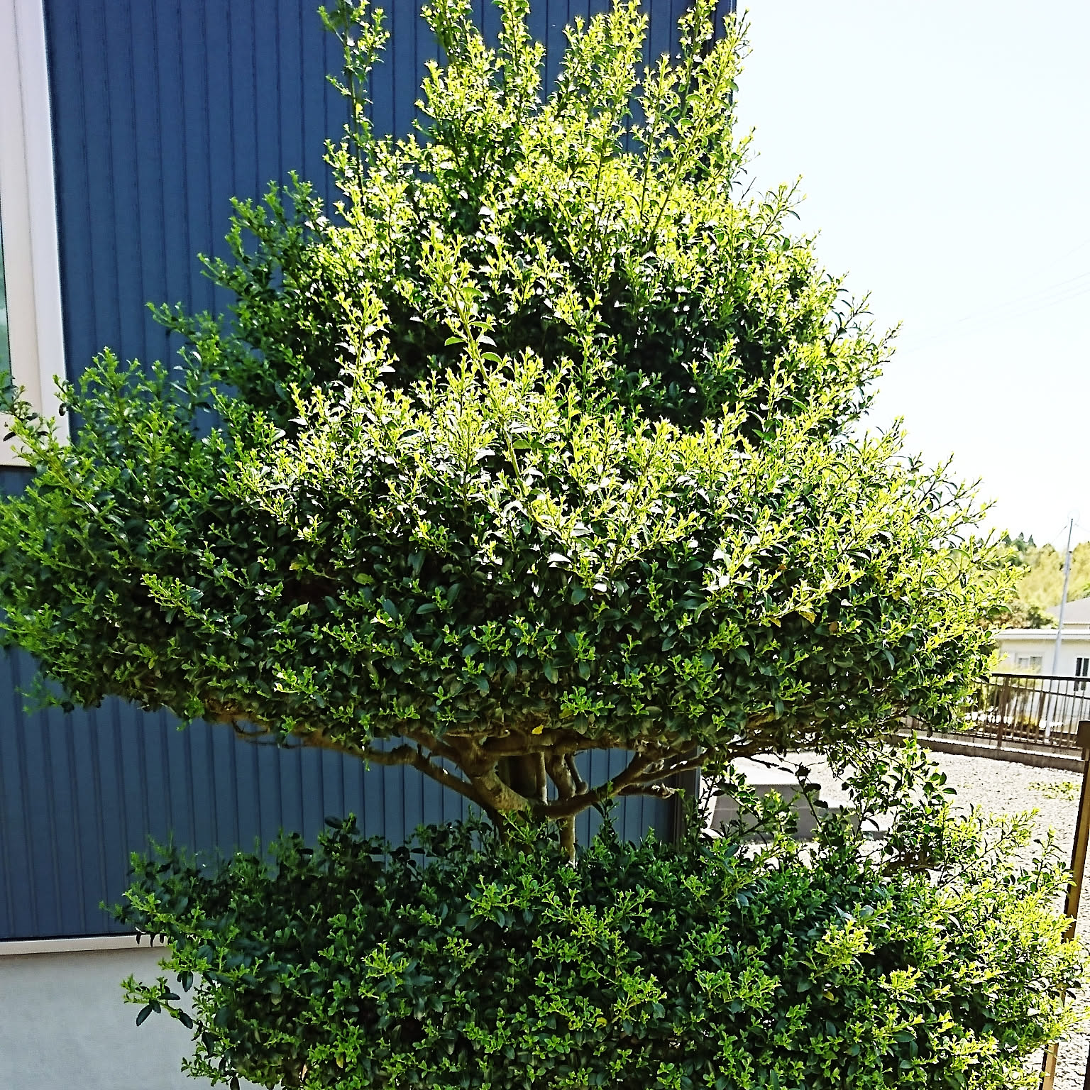 玄関/入り口 ツゲの木のインテリア実例 ｜ RoomClip（ルームクリップ）