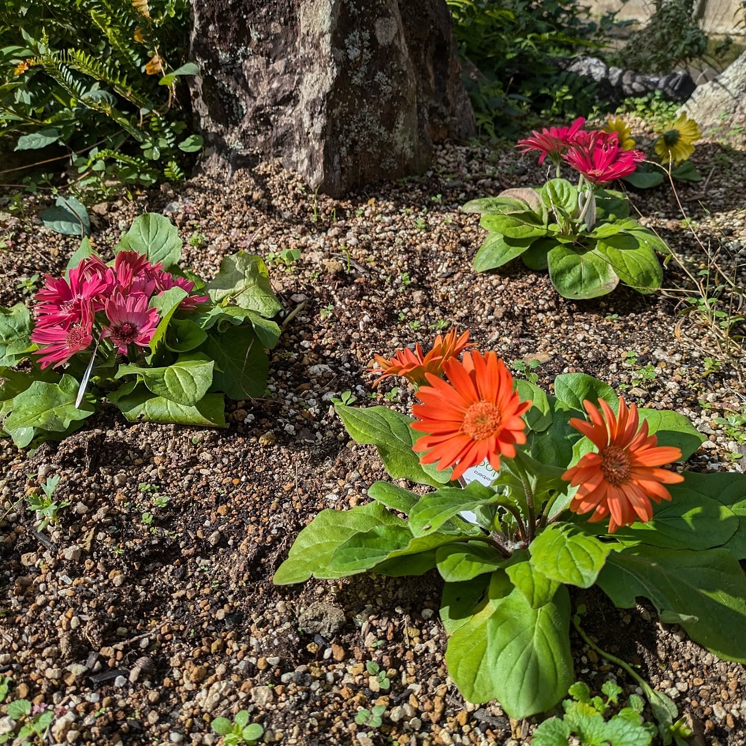 ＊*..ガーベラ&ローズを添えて..＊°..ほっこり癒されるガーデンアレンジ Full of practical ideas!] Garden planning edition ~ A rose garden