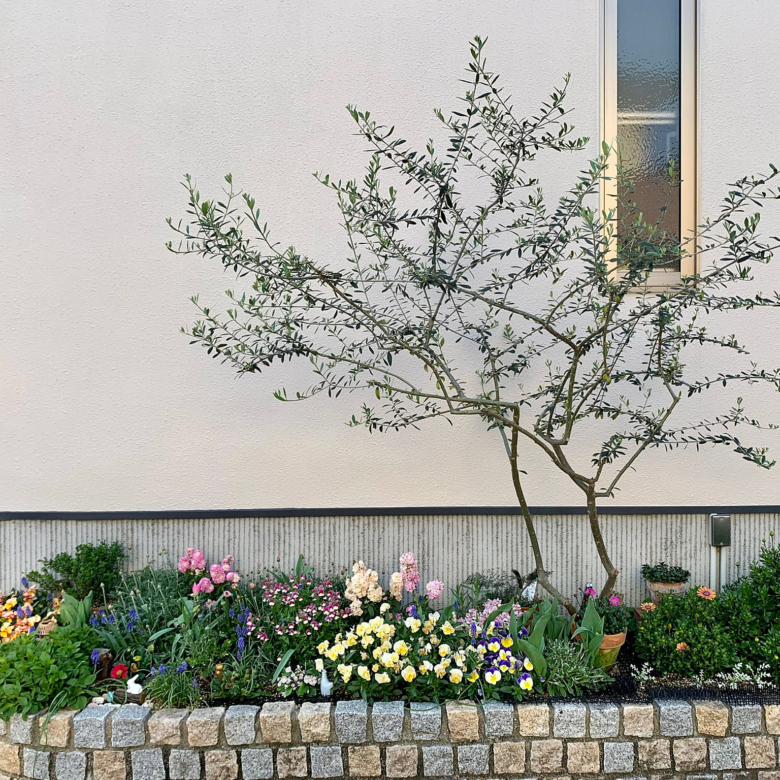 寄せ植え ローダンセマムアプリコットジャムのインテリア実例