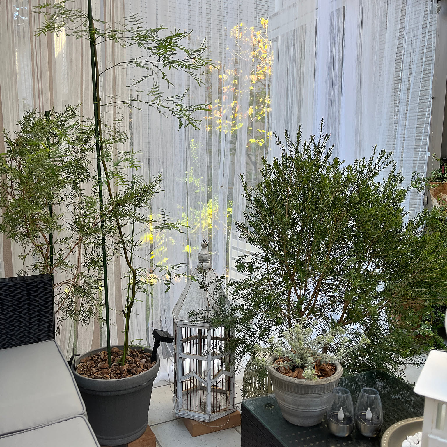 シルバーティーツリーのおすすめ商品とおしゃれな実例 ｜ RoomClip