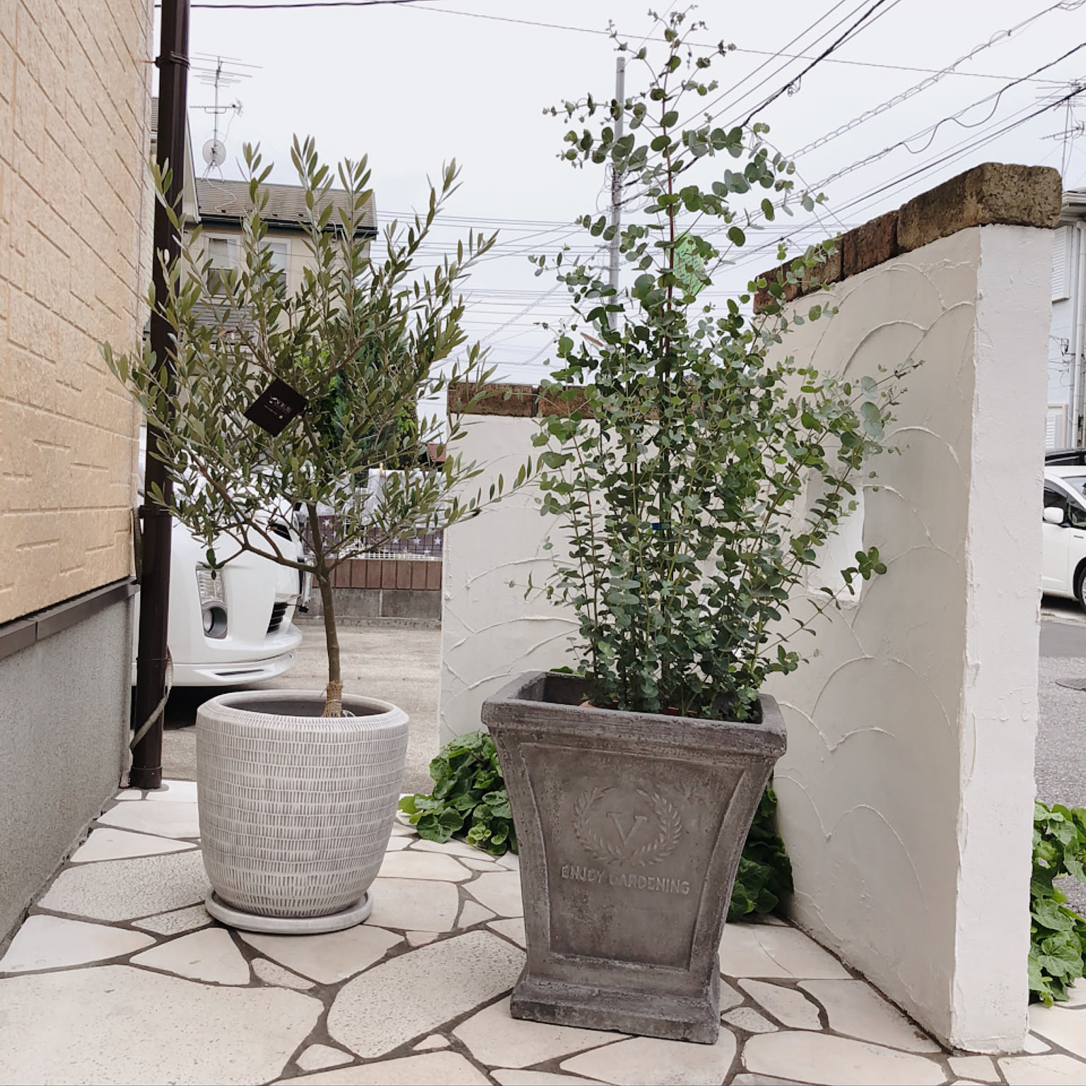 ユーカリオリーブ 51we6jYEdSL._AC_UF350,