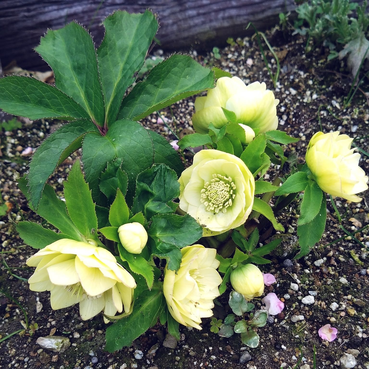 葉牡丹 クリスマスローズのインテリア実例 ｜ RoomClip（ルームクリップ）