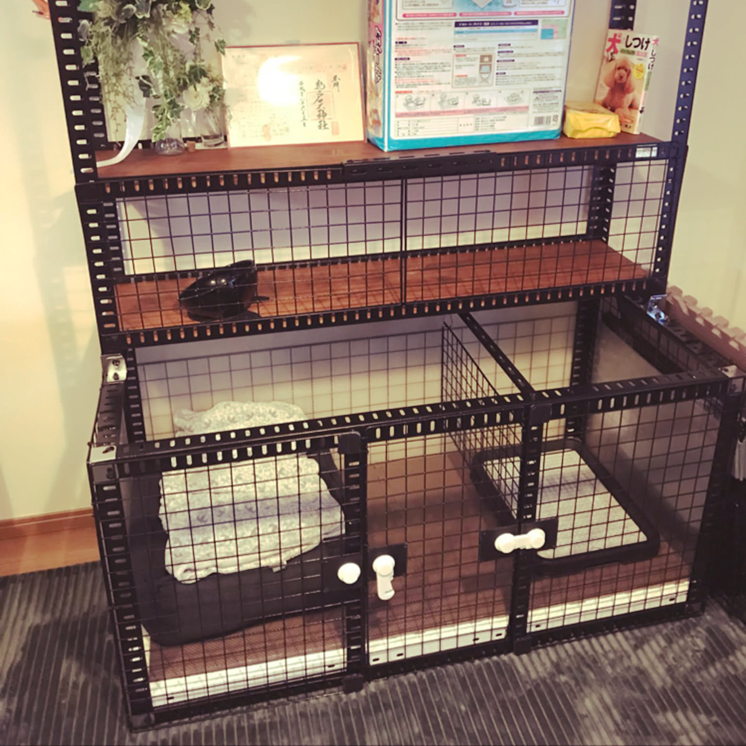 犬小屋 がっちり アングル