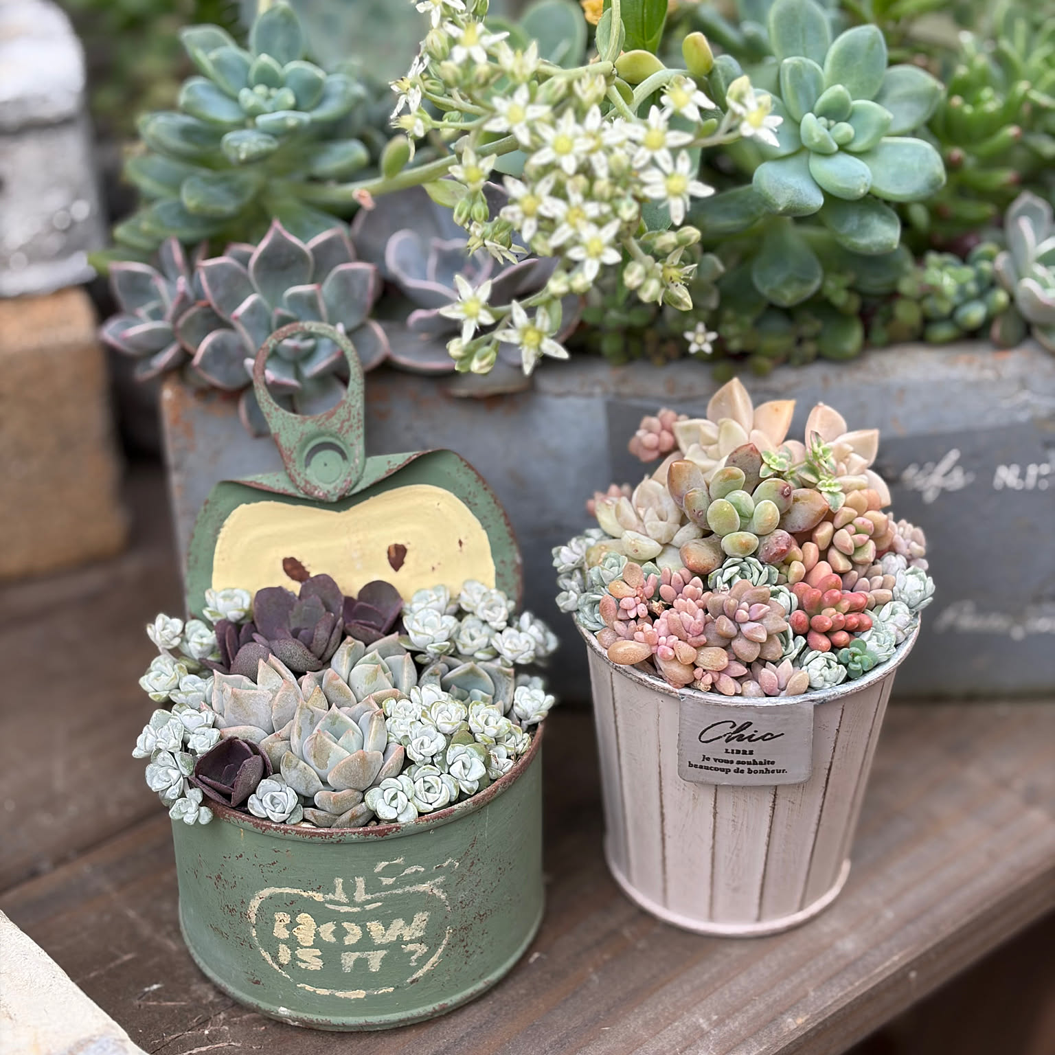 小さな寄せ植え♪姫秀麗 寄せ植え 姫秀麗のインテリア実例 ｜ RoomClip（ルームクリップ）