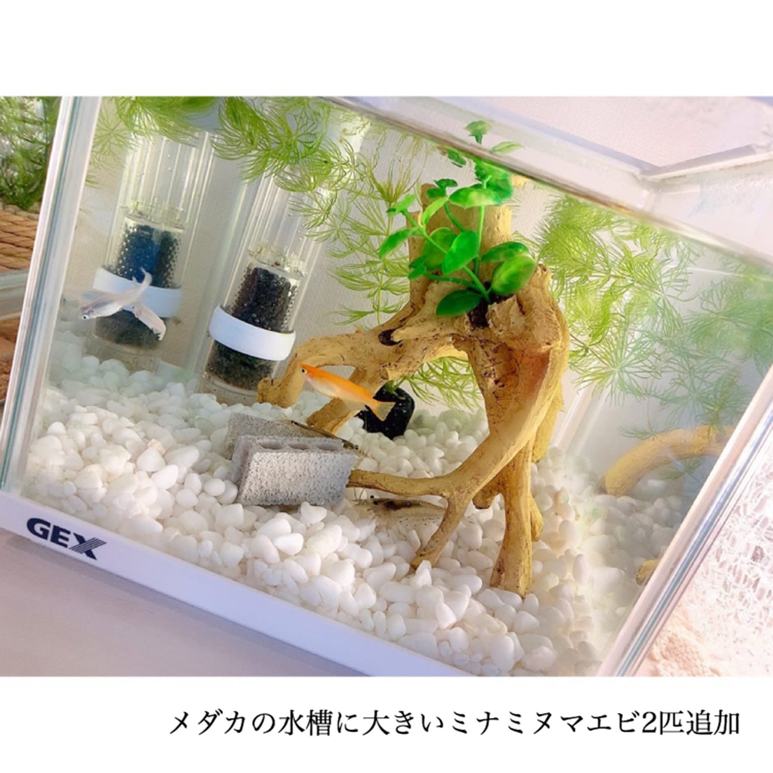 ミナミヌマエビ エビ水槽のインテリア実例 ｜ RoomClip（ルームクリップ）