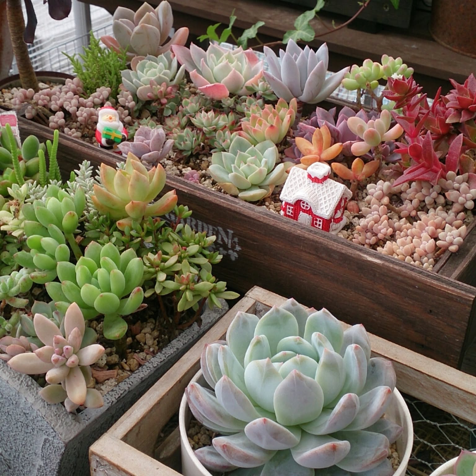 多肉寄せ植え/今朝の多肉/多肉/多肉植物/ガーデニングなどの