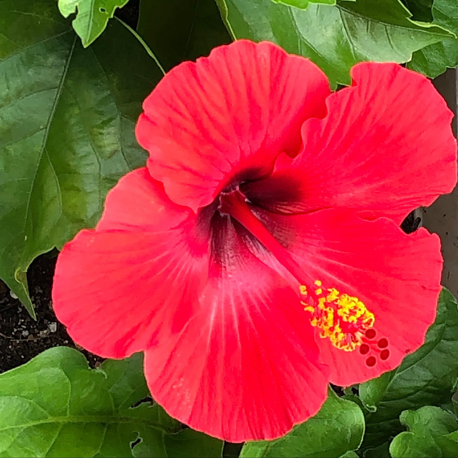 ハイビスカスの花/ハイビスカス咲きました♪/お花のある暮らし