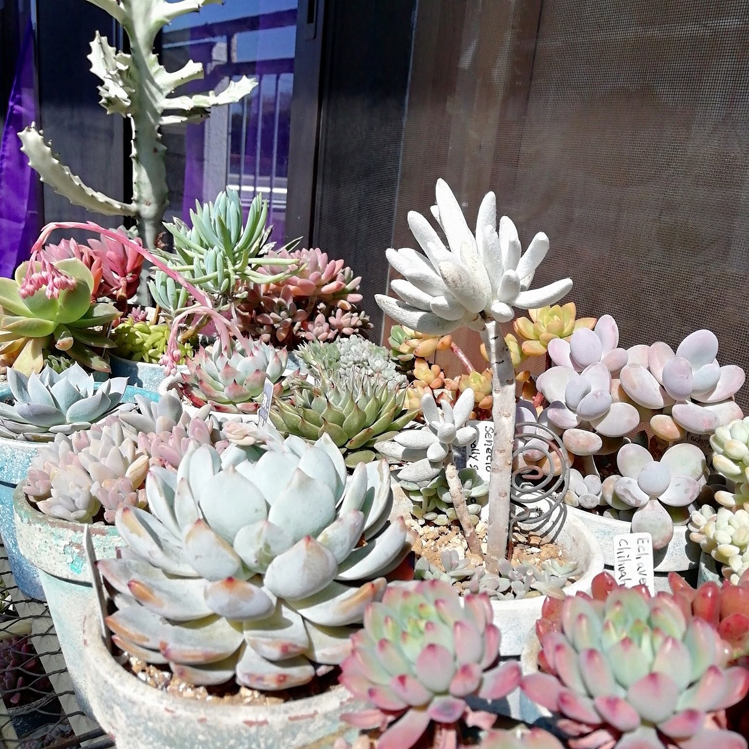 多肉寄せ植え タニラーのインテリア実例 ｜ RoomClip（ルームクリップ）