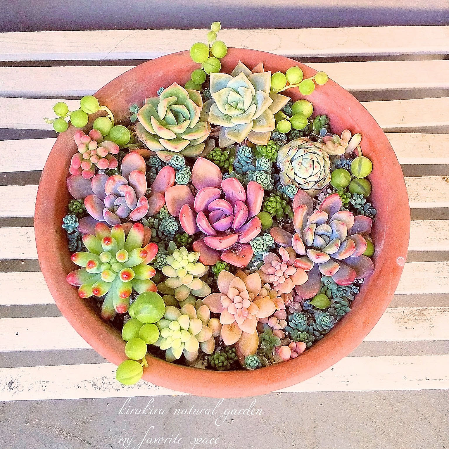 お纏め専用 多肉植物 ❁︎春薔薇錦 新根あり 【公式通販】