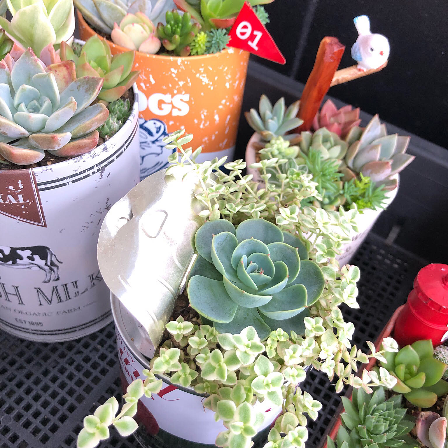 多肉寄せ植え 七福神のインテリア実例 ｜ RoomClip（ルームクリップ）