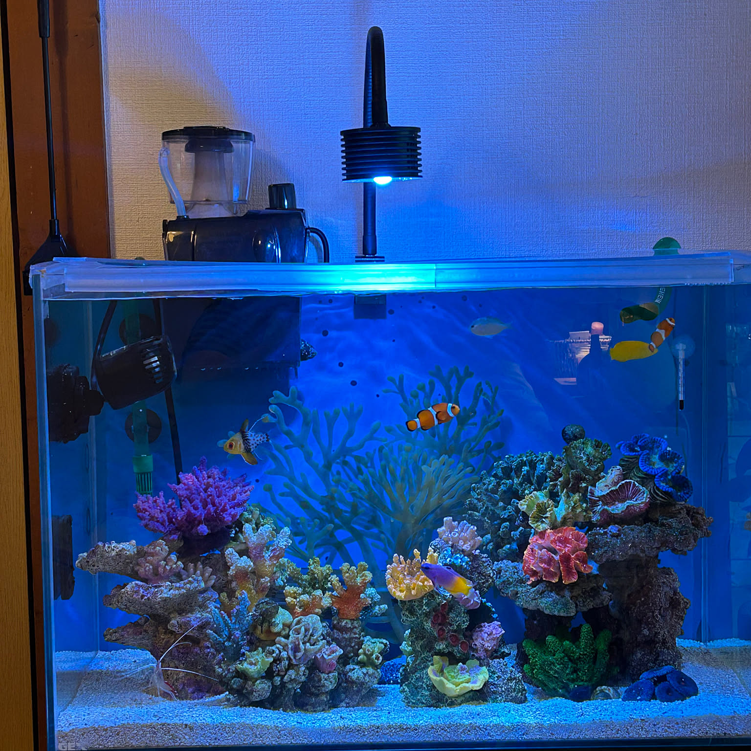 サンゴ礁のインテリア実例 ｜ RoomClip（ルームクリップ）