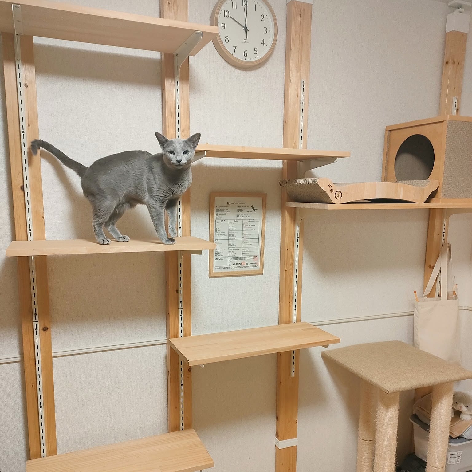 キャットタワー 猫壱のおすすめ商品とおしゃれな実例
