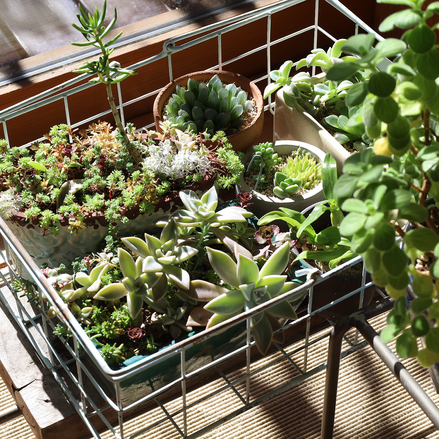 e81ae32219928ea9bd07edce179883