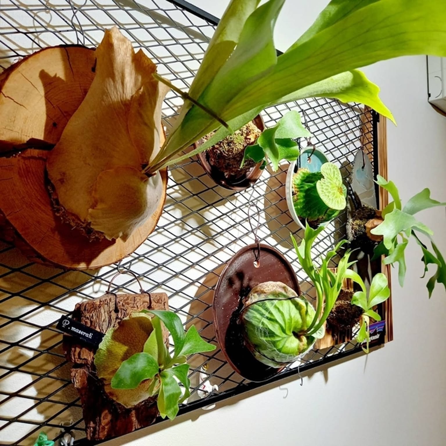 ビカクシダ/板付/BTSS/ネザランド/マダガスカリエンセなどの