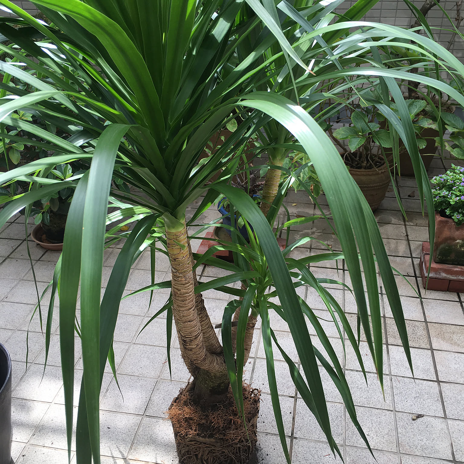 観葉植物 ドラセナカンボジアーナのおすすめ商品とおしゃれな
