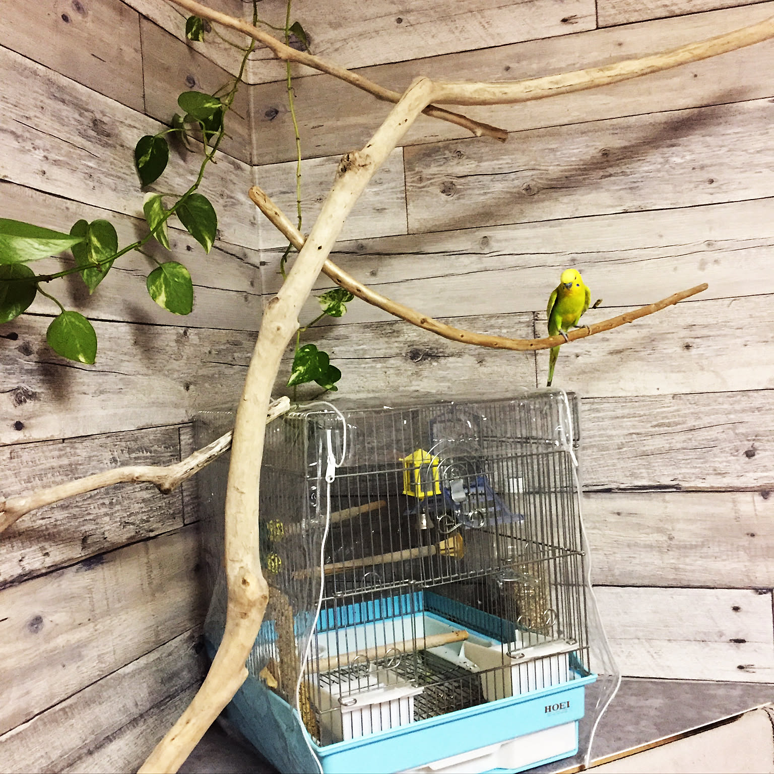 木製鳥用スタンド カラフルチェーン付き*5 楽天市場】インコ 鳥の