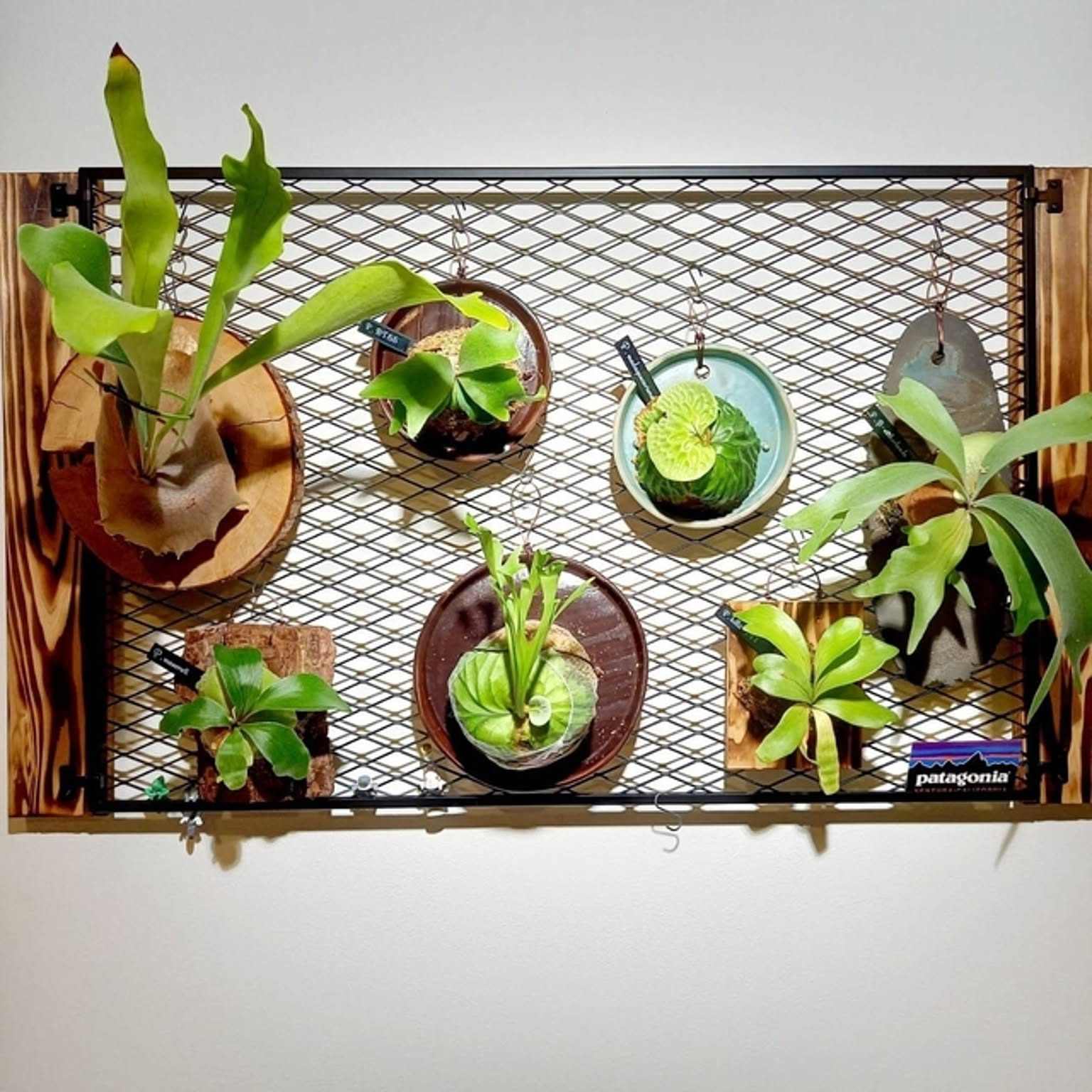 中型ビカクシダ 壁掛け用 『マセラティー』① P. Maserati ビカクシダ