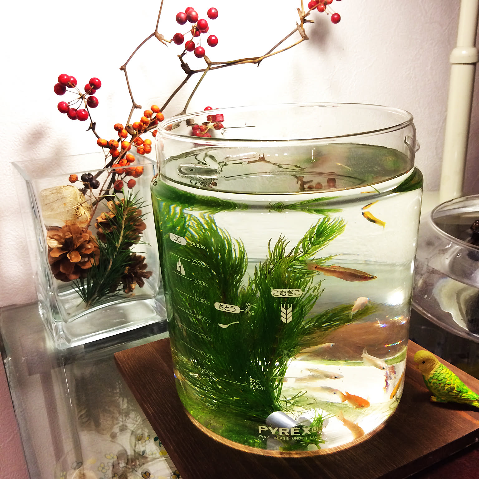 アクアリウム ガラスキャニスターのおすすめ商品とおしゃれな実例