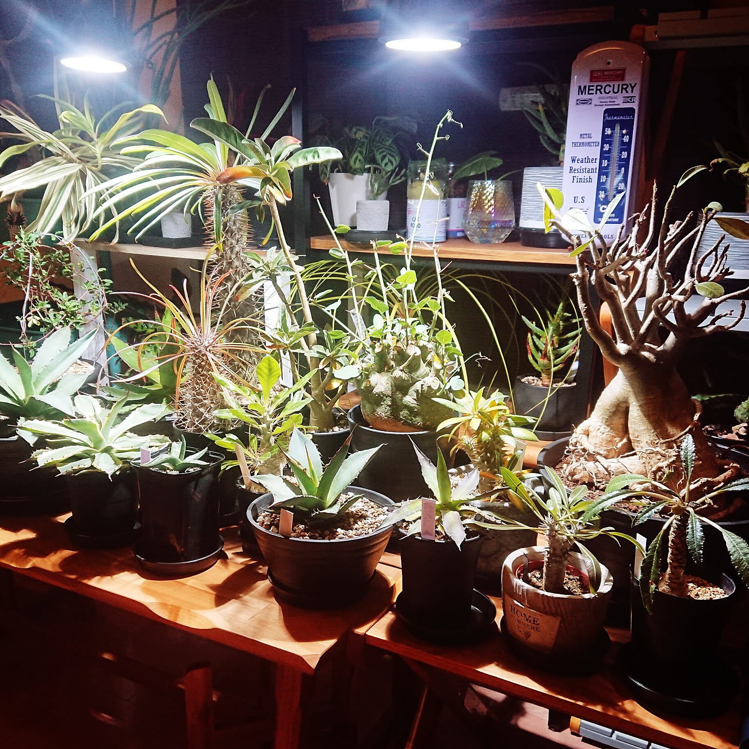 コーデックス 植物育成LEDライトのおすすめ商品とおしゃれな実例