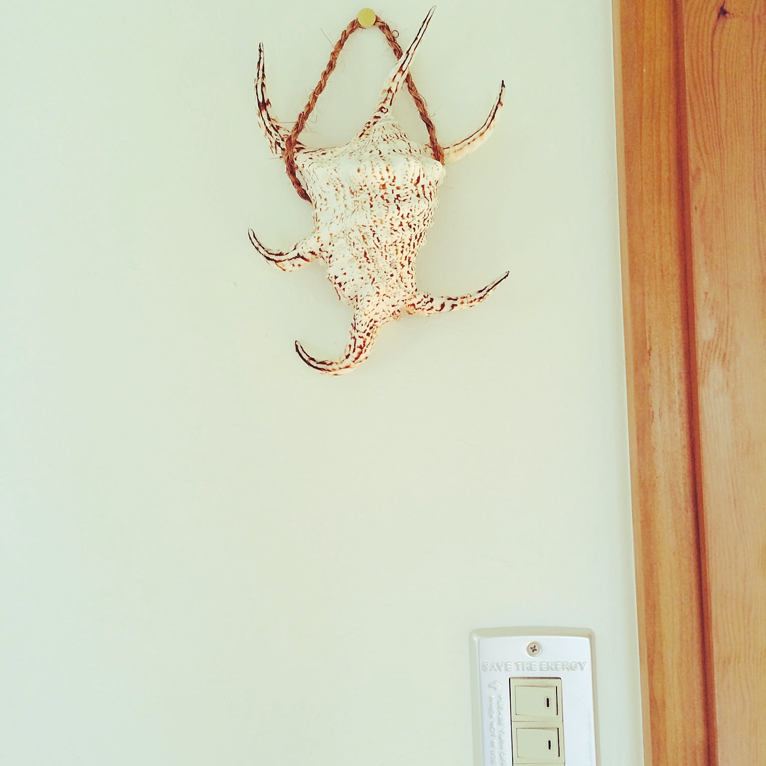 夜光貝のインテリア実例 ｜ RoomClip（ルームクリップ）