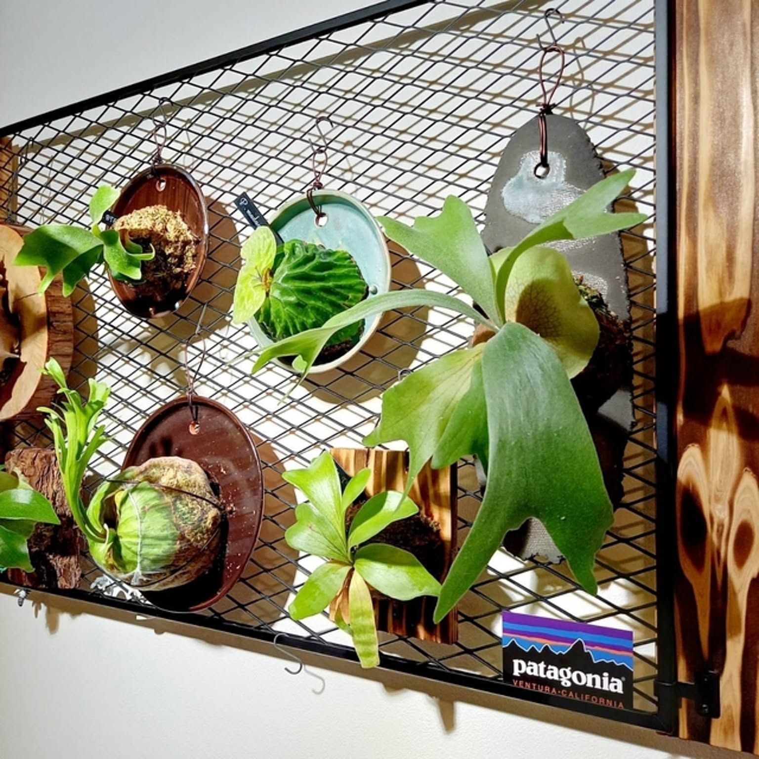 ビカクシダ/板付/BTSS/ネザランド/マダガスカリエンセなどの