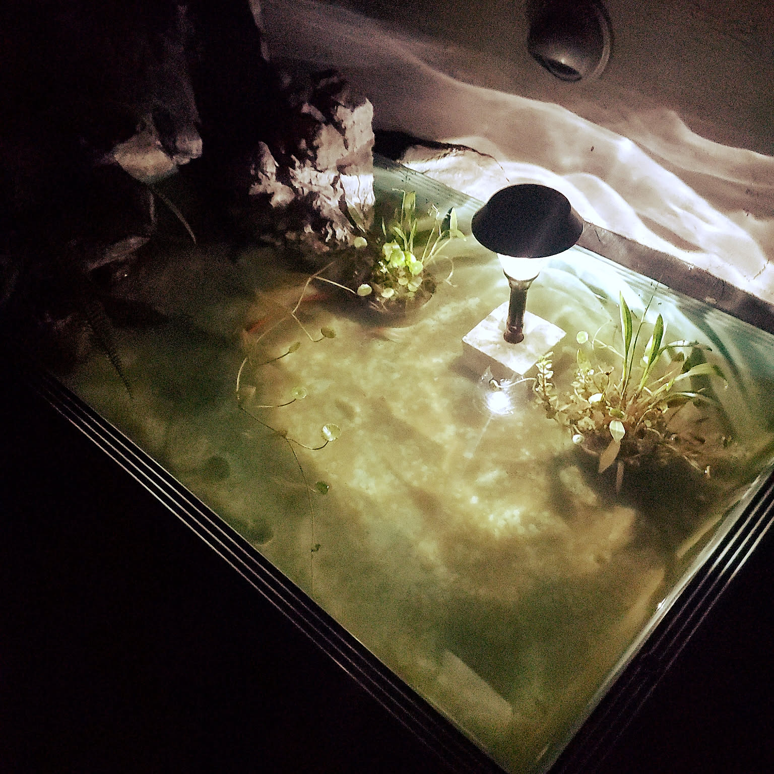 メダカ池 温室など 大工さん手作り特注品