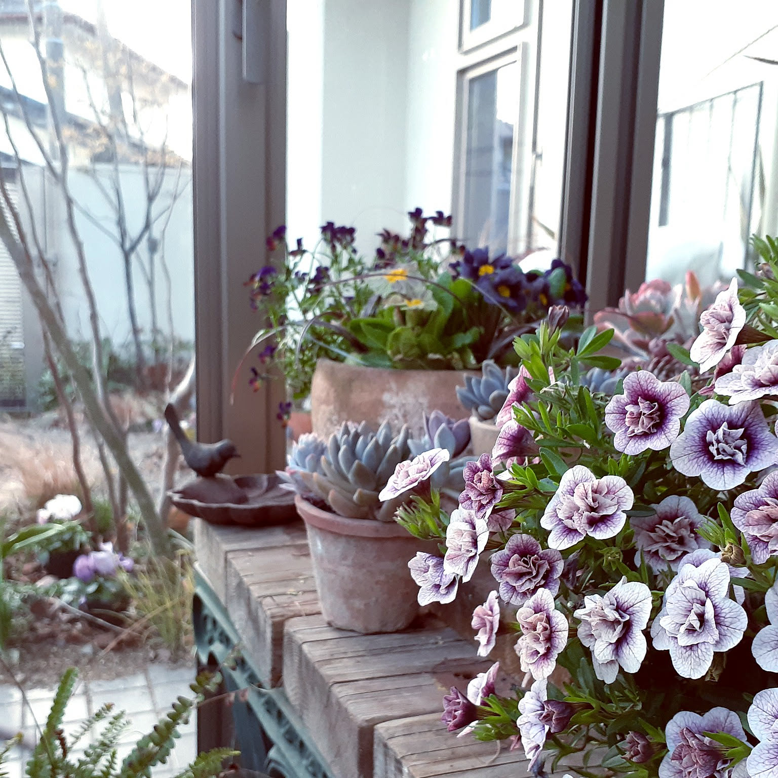 あっき様 変化系フリルパンジー パープルレインボーステンドグラス