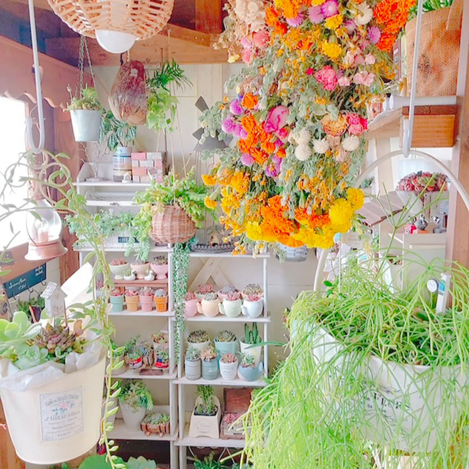 庭の花でドライフラワーのおすすめ商品とおしゃれな実例