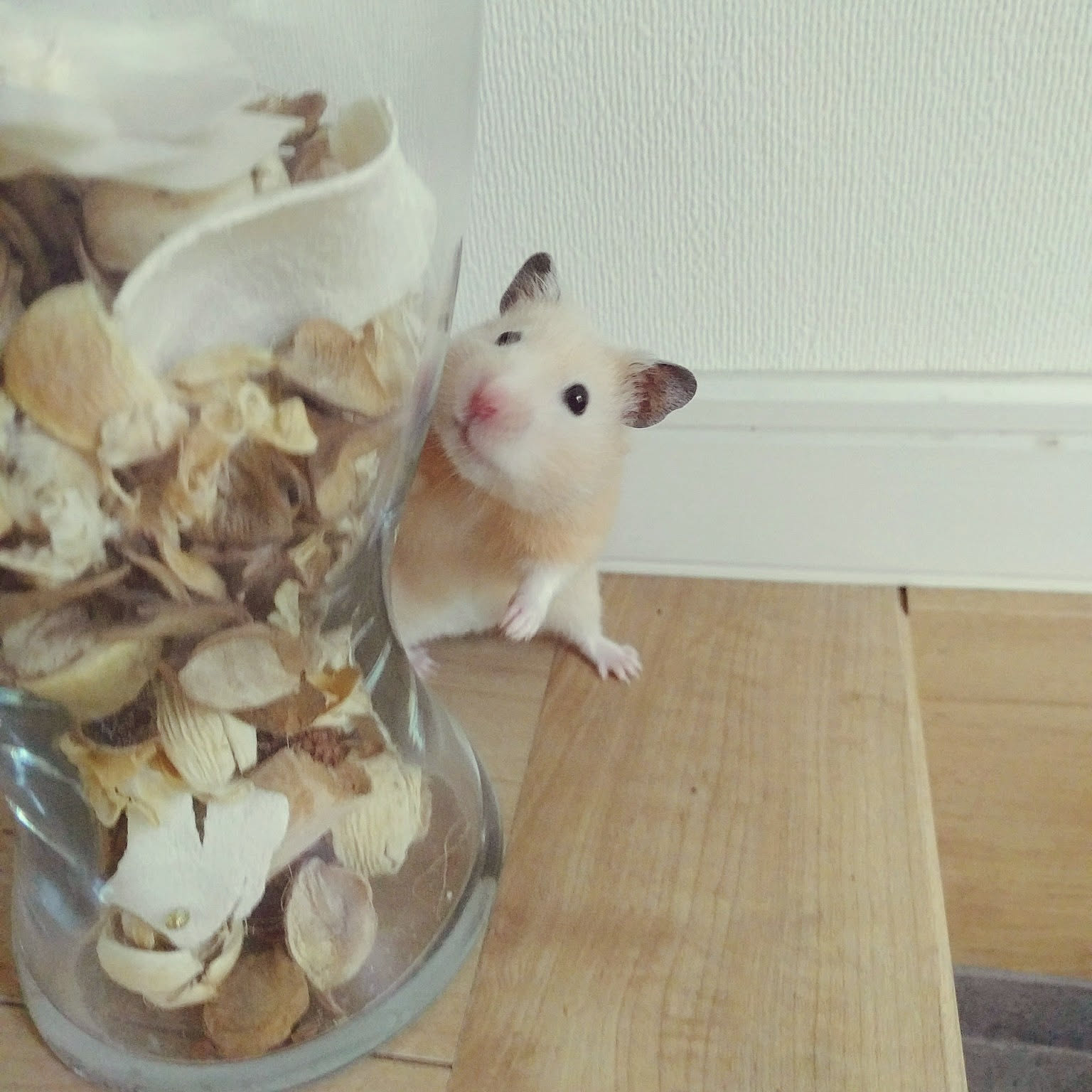 ハムスター ハムスターインテリアのインテリア実例 ｜ RoomClip