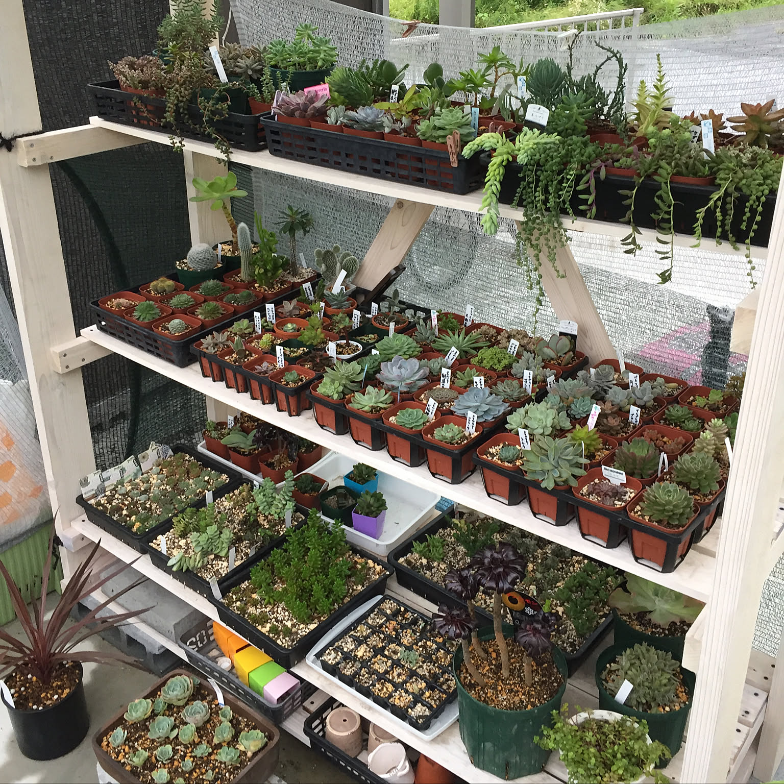ガーデニング/DIY/多肉植物/庭/多肉棚のインテリア実例 - 2019