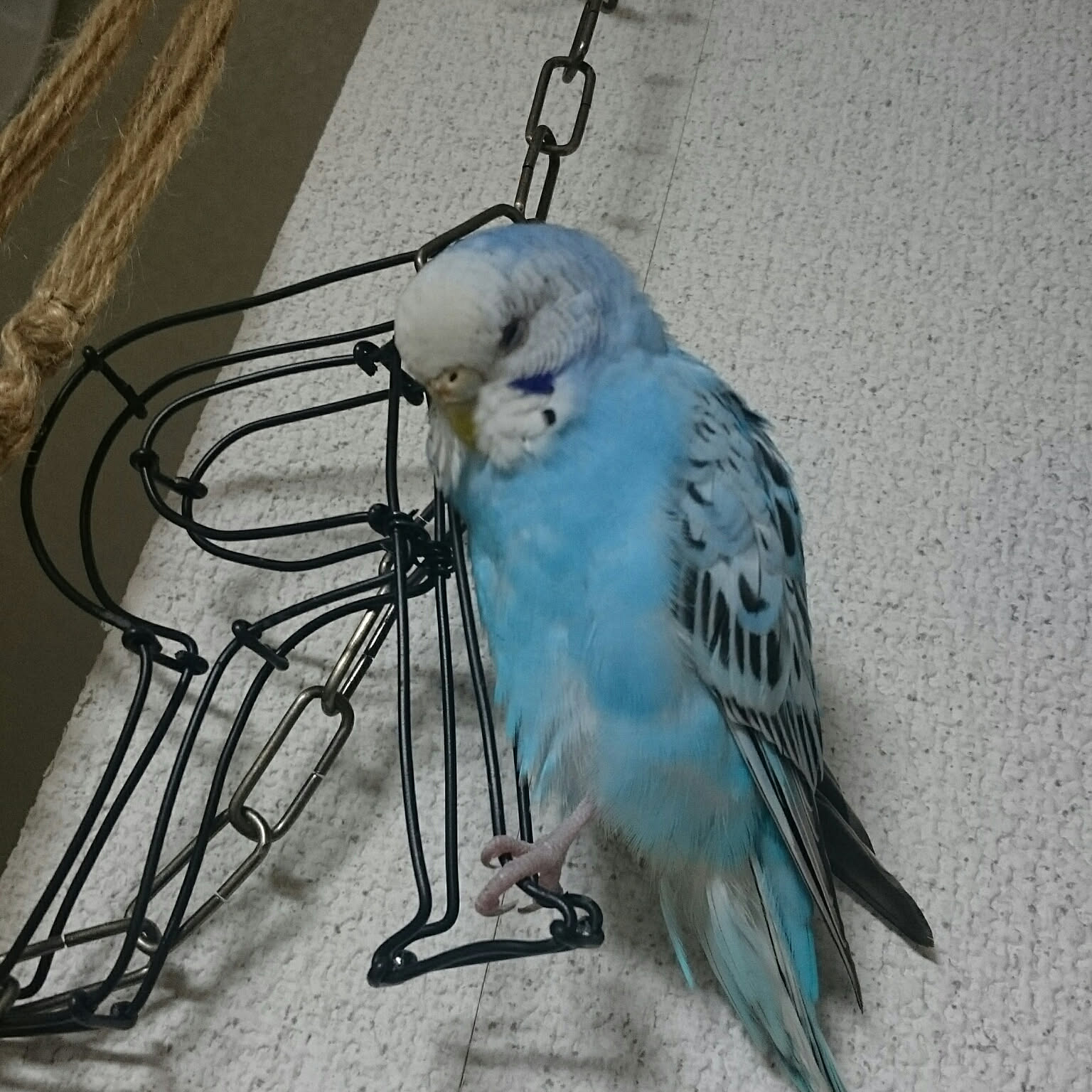 （専用）ダックスフンド、セキセイインコのワイヤーアート セキセイインコと花 ワイヤーアート - メルカリ