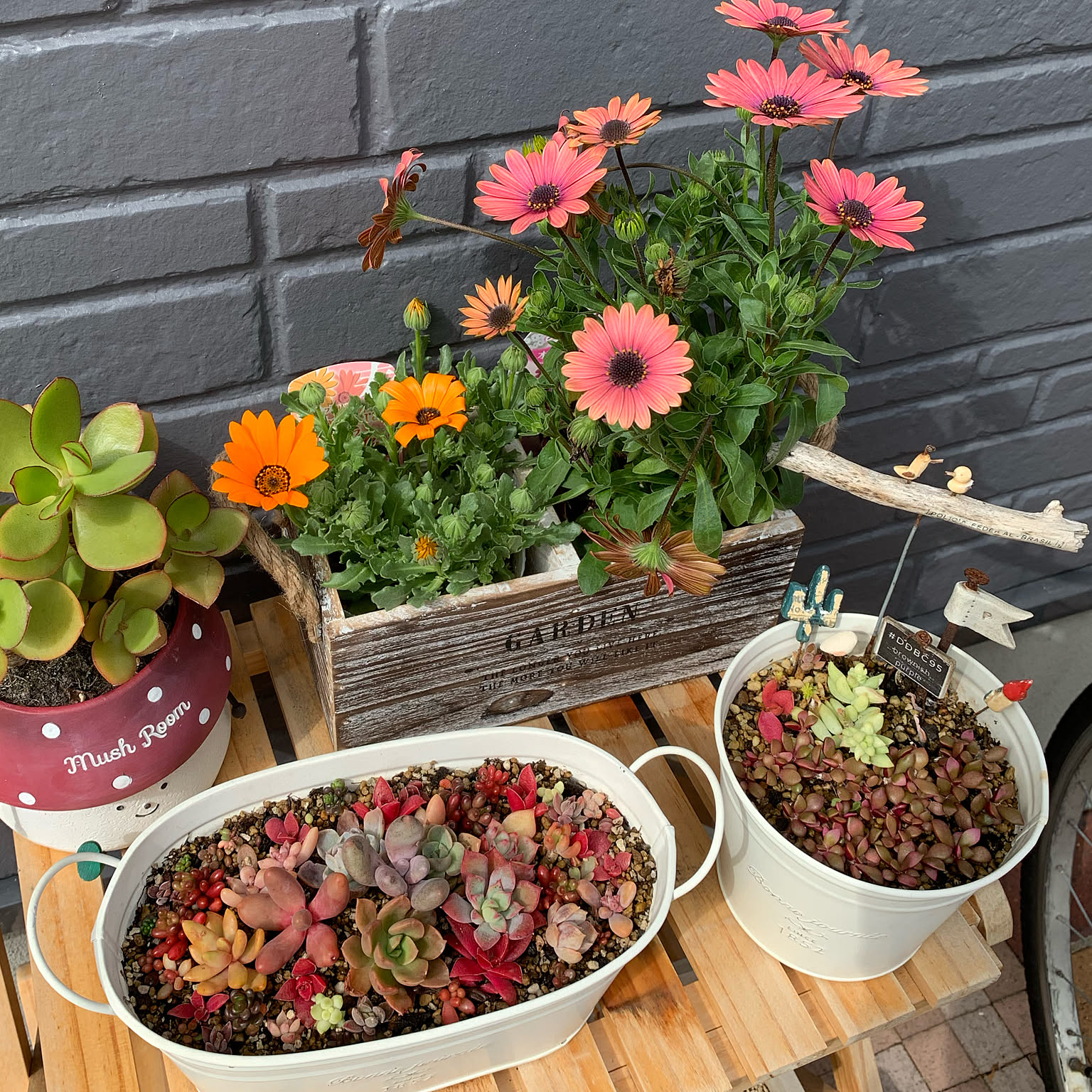 フリルパンジーとローダンセマムの寄せ植えバスケット ナチュラルな