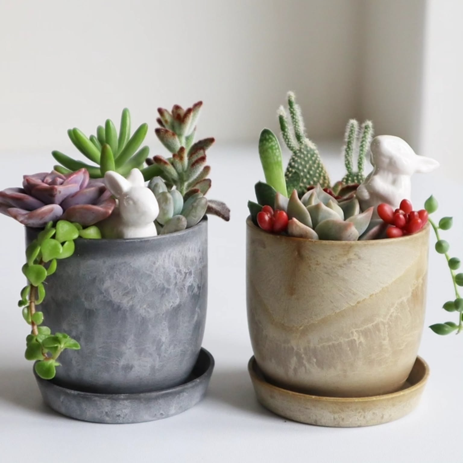 大きな寄せ植え☆ファイバー陶器鉢 豪華！多肉植物の寄せ植え♪