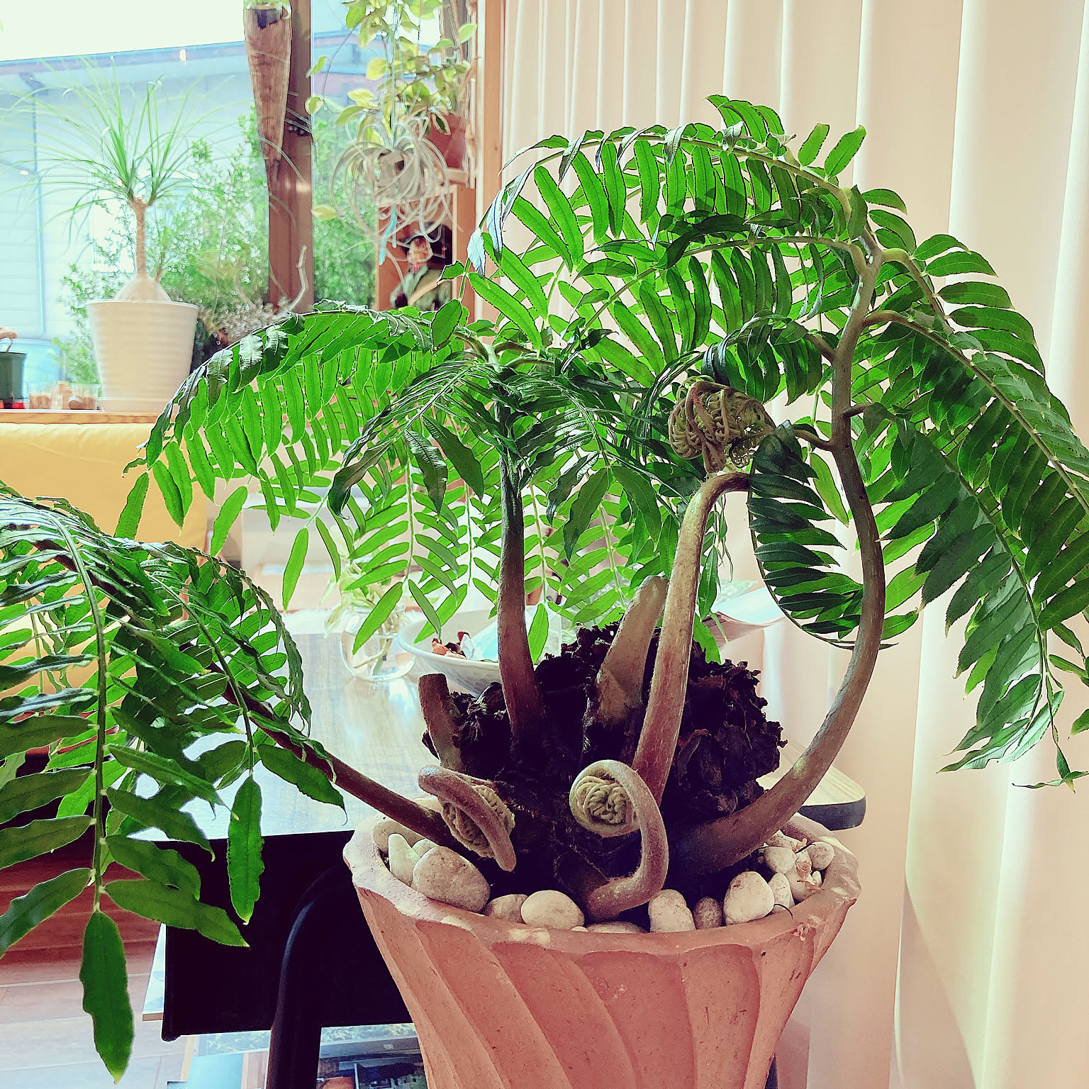 リュウビンタイ インテリアポット入り INORGANIC リュウビンタイ