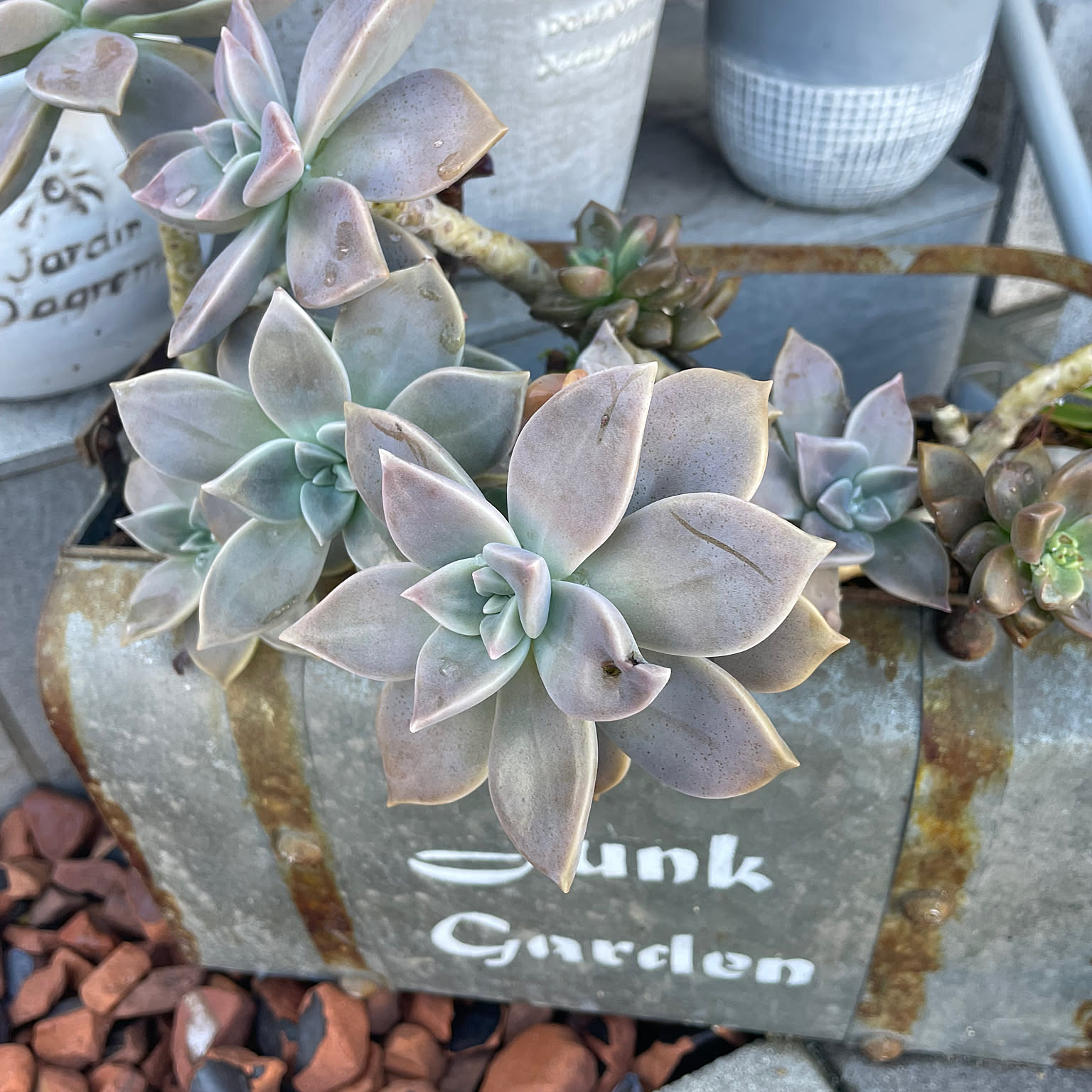 ⭐️朧月 複数株⭐️ 15頭以上 エケベリア 強健多肉 寄せ植え 多頭 ⭐️朧月 複数株⭐️ 15頭以上 エケベリア 強健多肉 寄せ植え 多頭