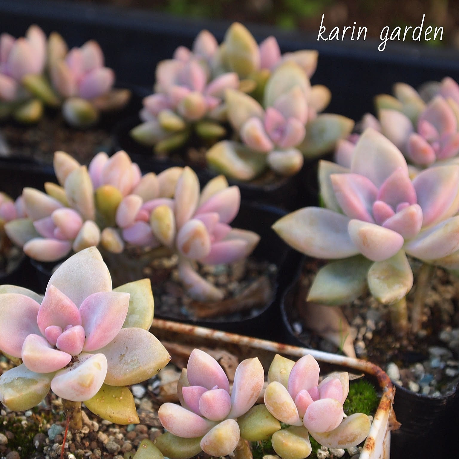 81桜牡丹 多肉植物画像全て