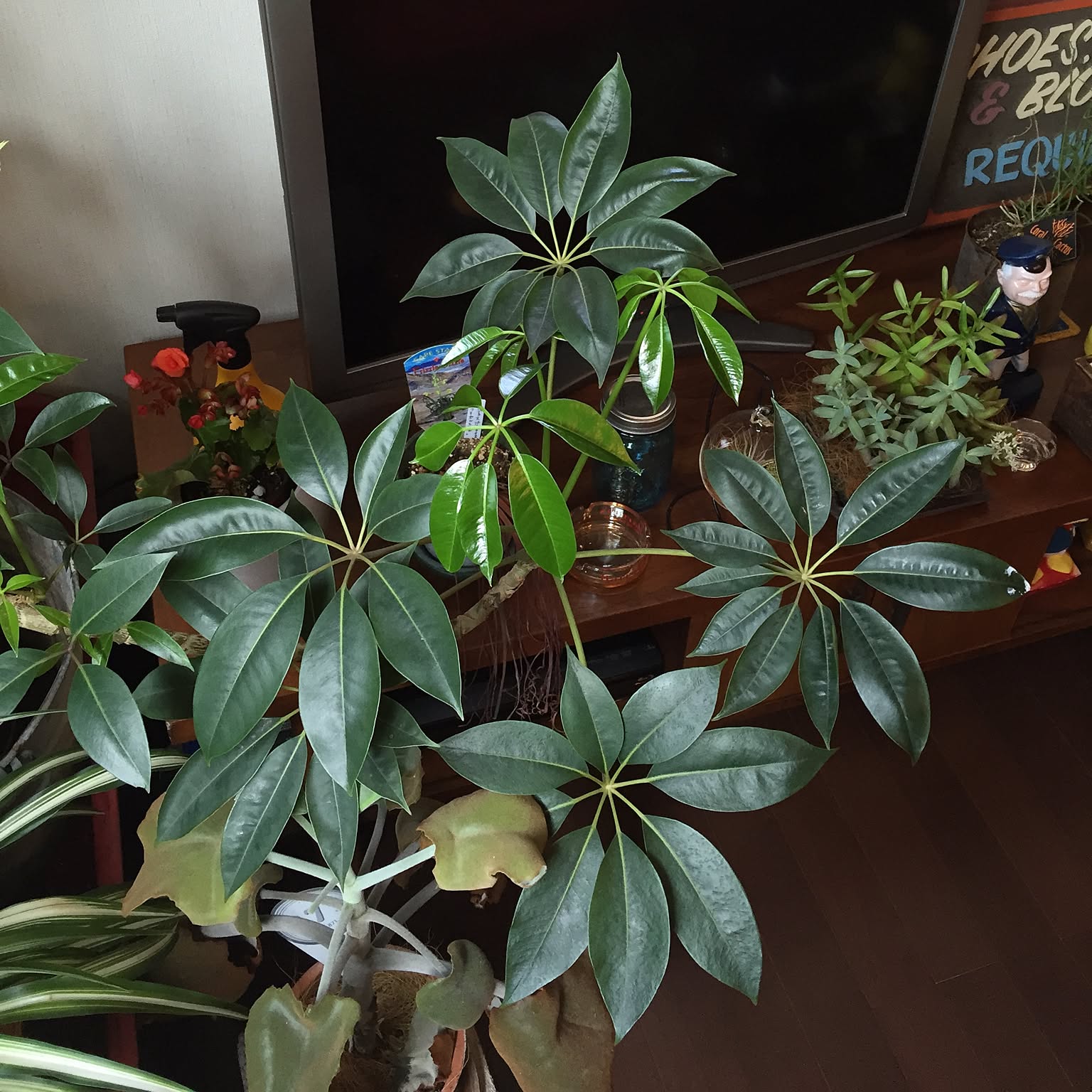 観葉植物 ブラッサイアのおすすめ商品とおしゃれな実例 観葉植物 ブラッサイアのおすすめ商品とおしゃれな実例