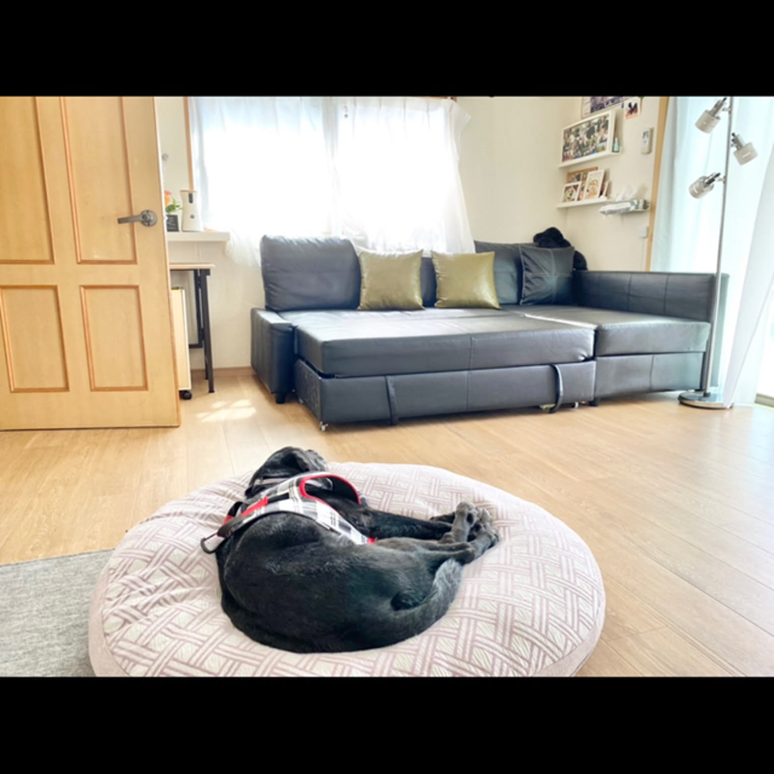 コストコペットベッド/IKEA/ソファ/ペット/ペットのいる暮らし