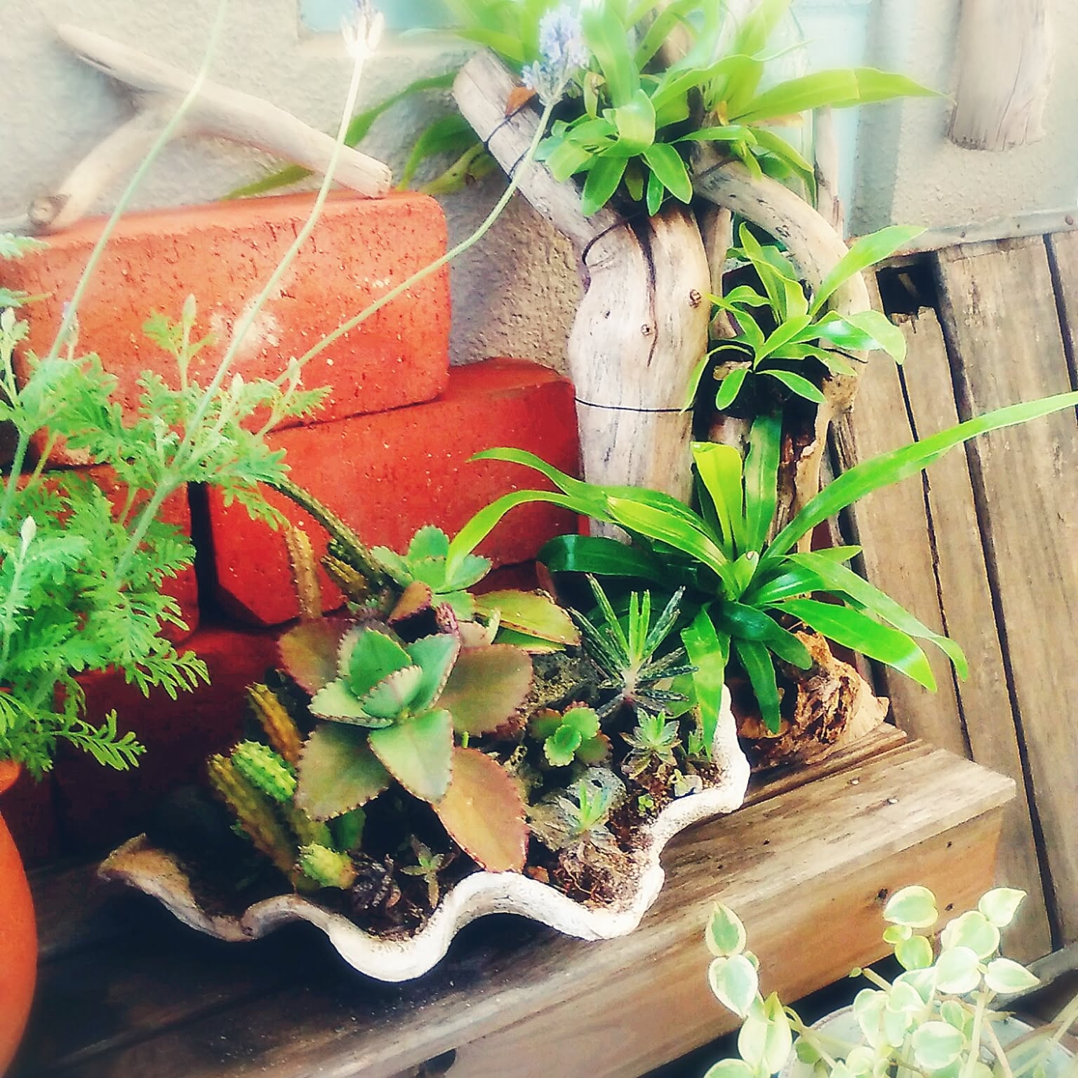 超大型 シャコガイ 貝殻 ディスプレイ インテリア 置物 オブジェ 約