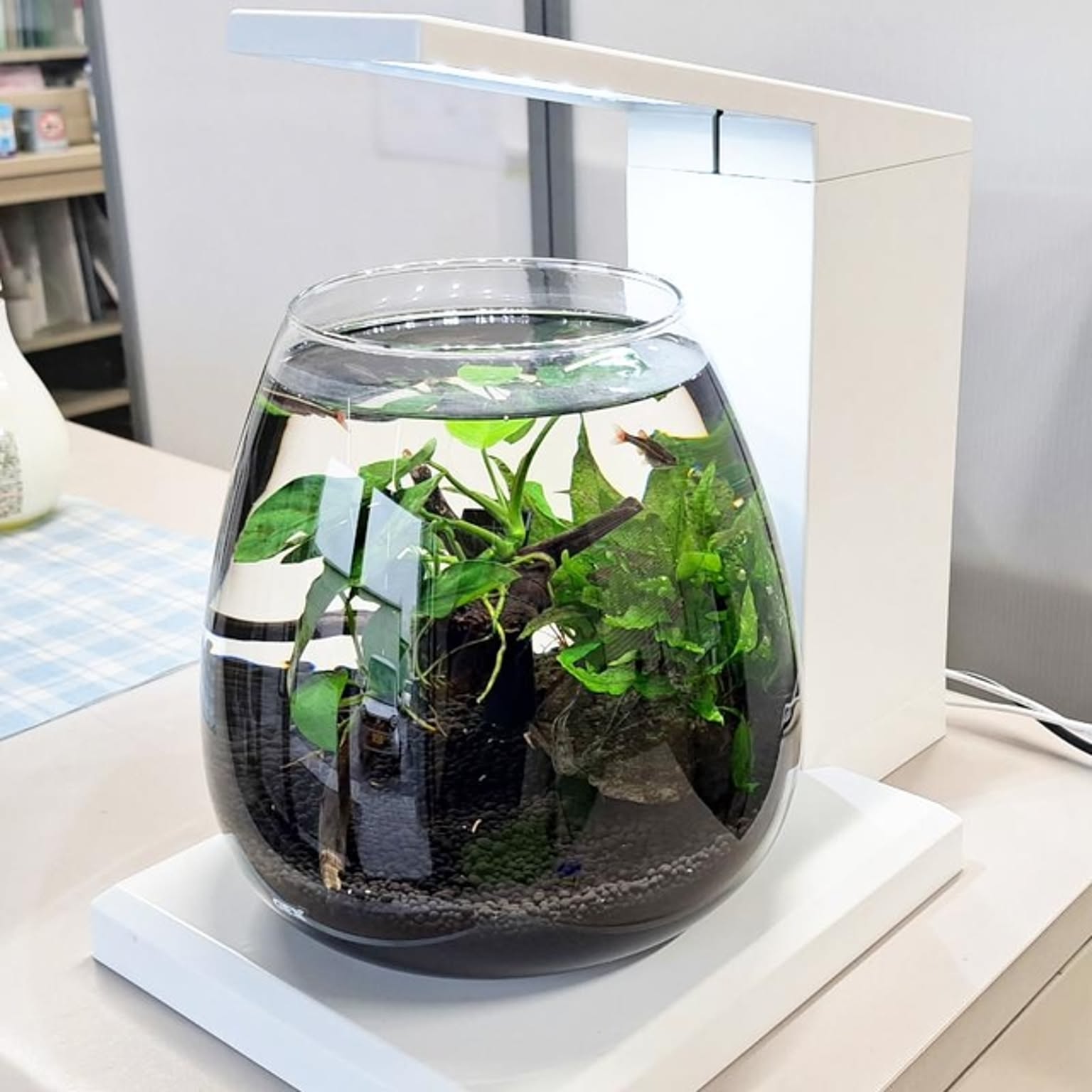 グラスアクア ペルコ　ダークウッド グラスアクア PERCO B-Dark Wood ( 1セット ) : 爽快ドラッグ