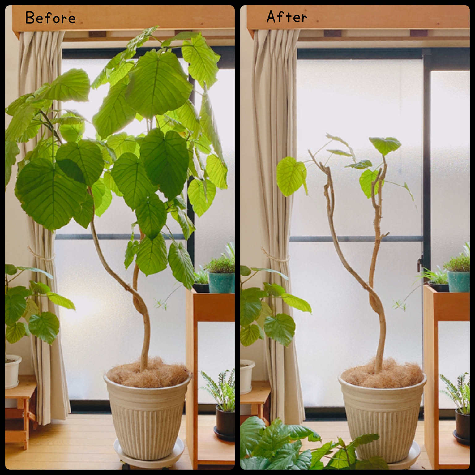 ウンベラータ成長記録/ウンベラータ剪定記録/ウンベラータ剪定
