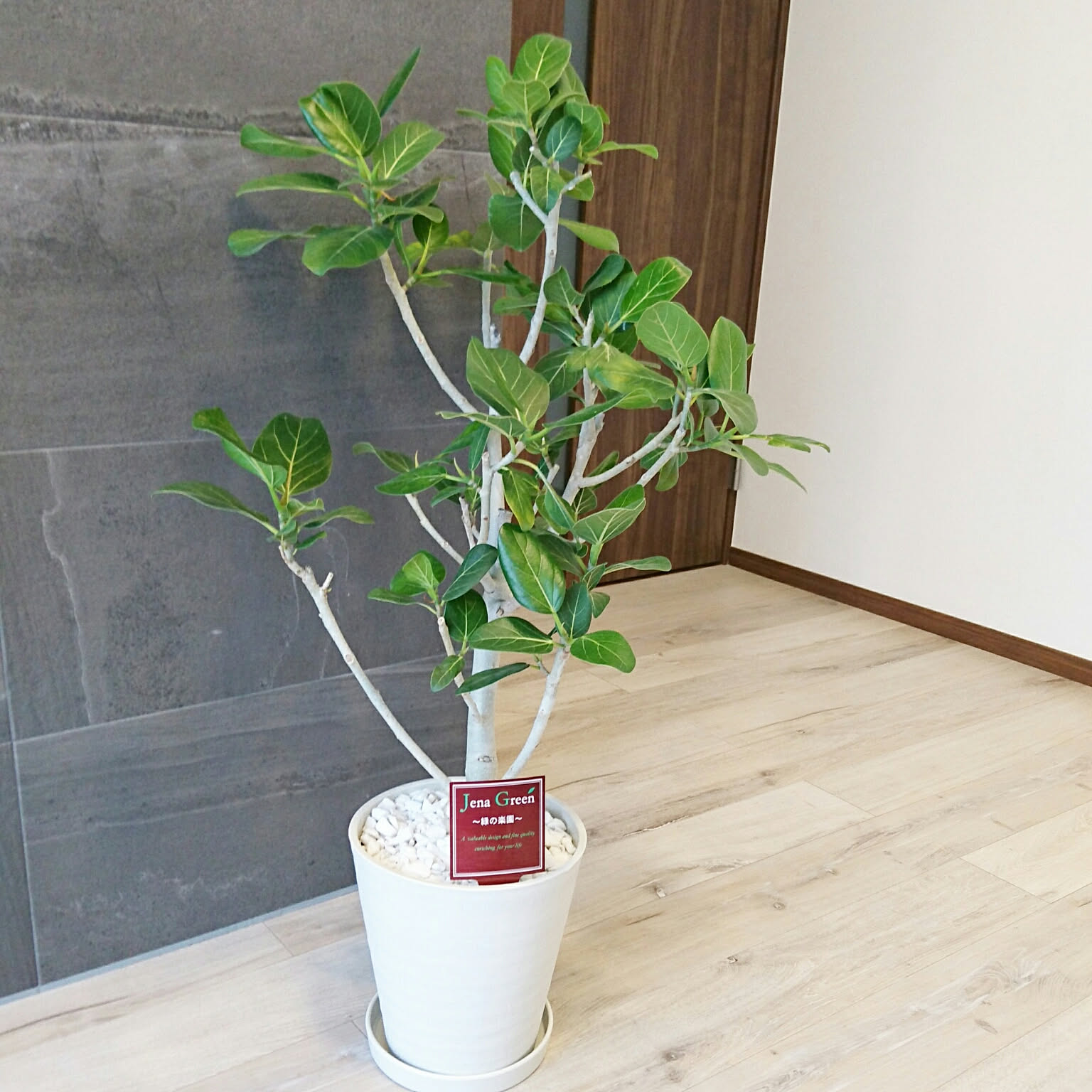 フィカス 幹柄おしゃれな ベンガレンシス 空間 インテリア 緑 Amazon｜観葉植物 フィカス ベンガレンシス 6号鉢 ゴムの木 観葉