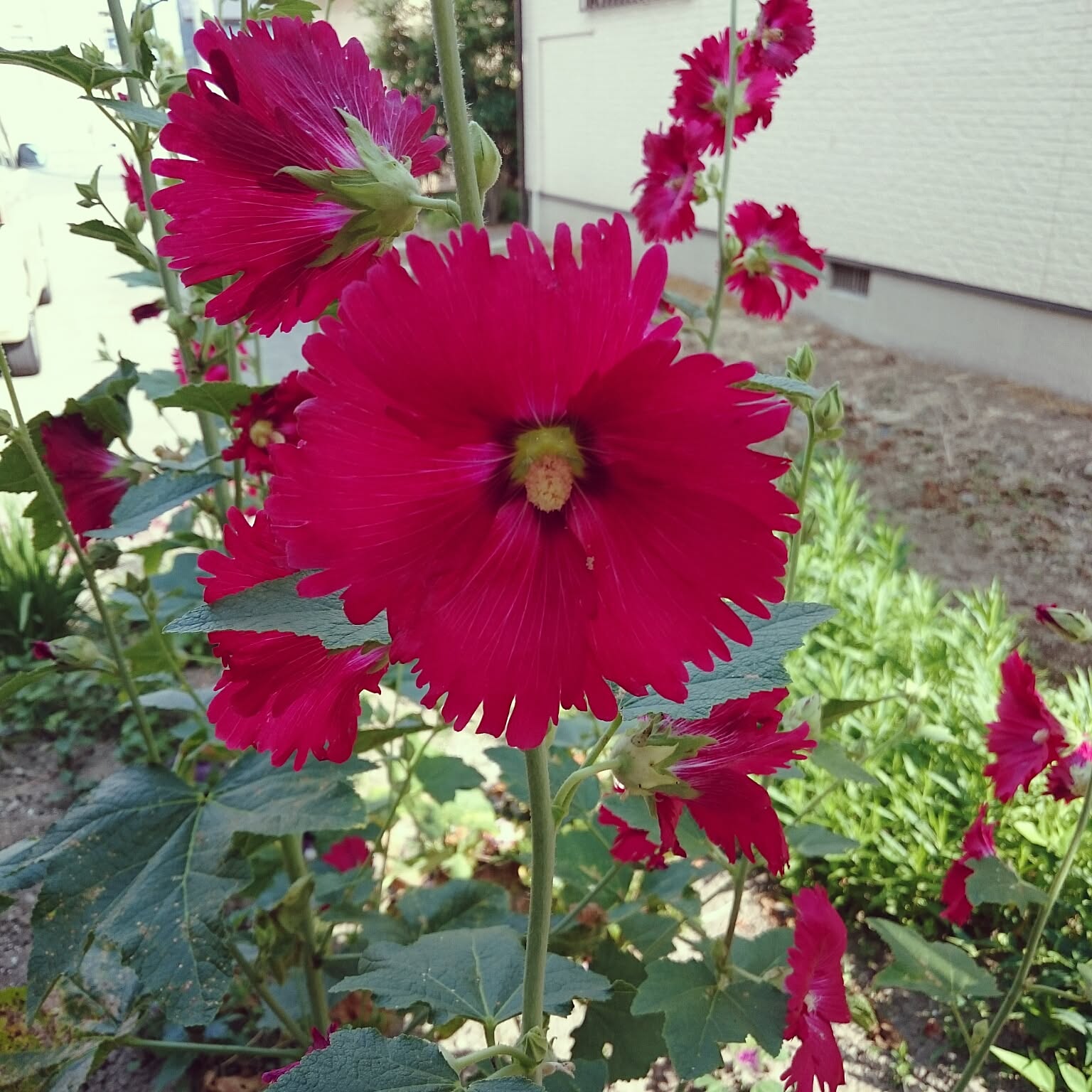 八重咲き タチアオイのインテリア実例 ｜ RoomClip（ルームクリップ）