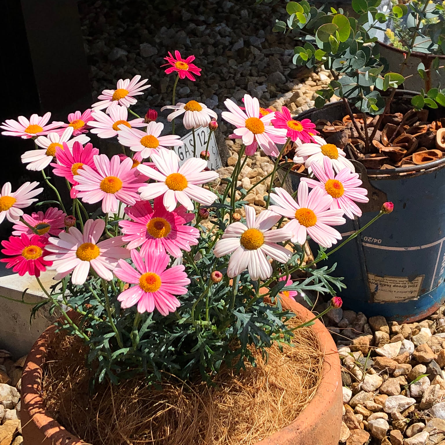 マーガレットストロベリーホイップのインテリア実例 ｜ RoomClip