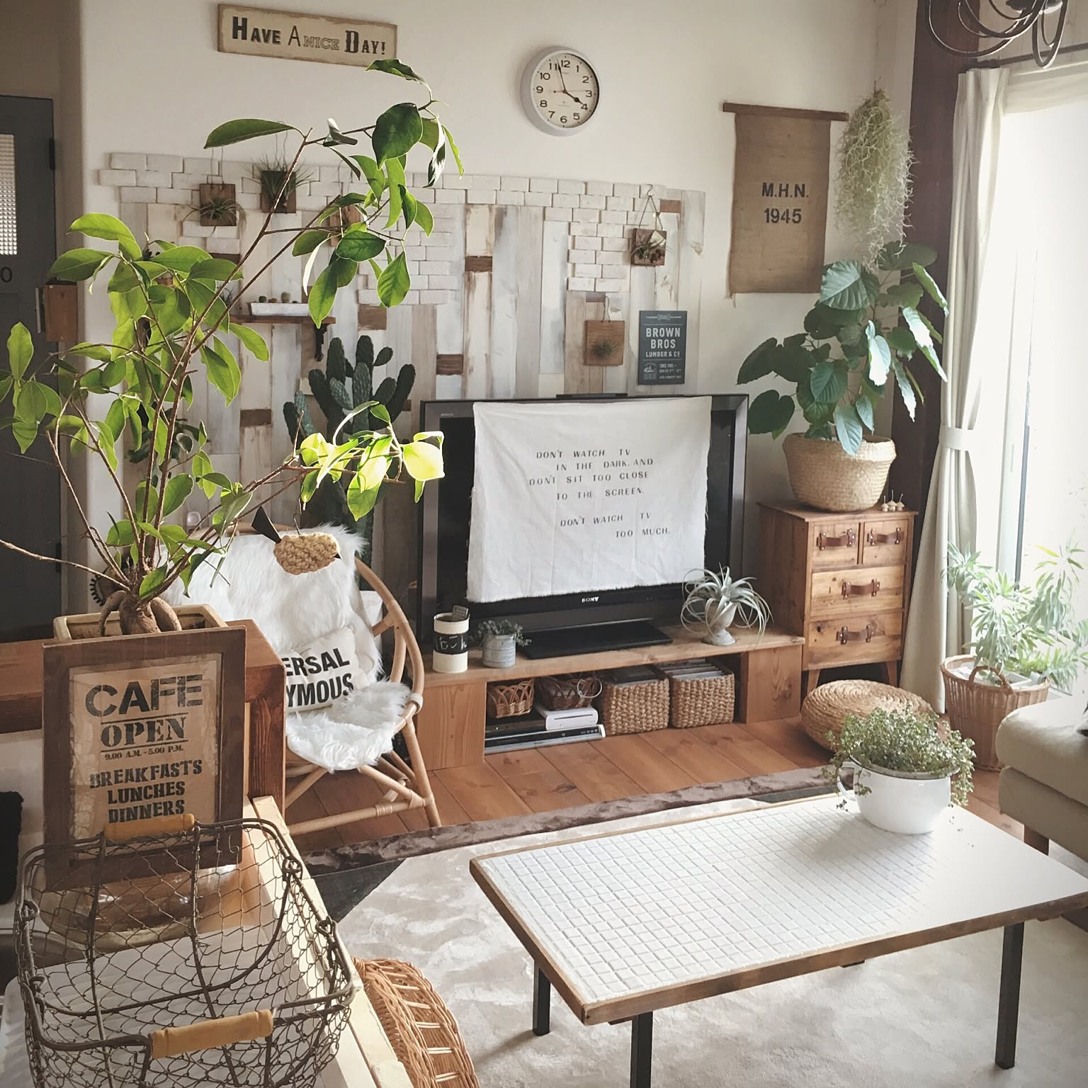 部屋全体/植物/リューカデンドロン/シルバーアフリカーナ