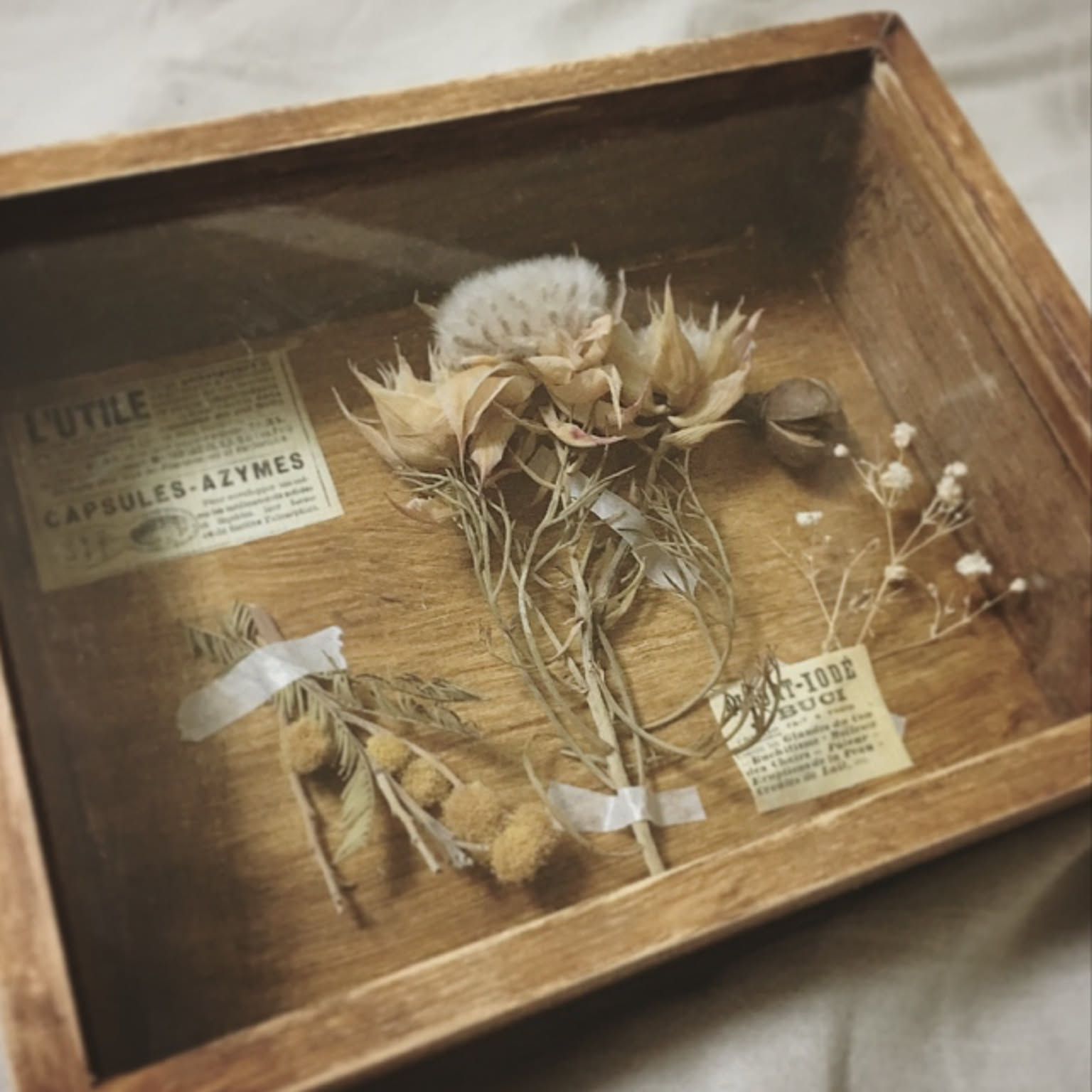 errer 樹脂標本 9種 植物標本 木箱入り 紫陽花 古道具 アンティーク