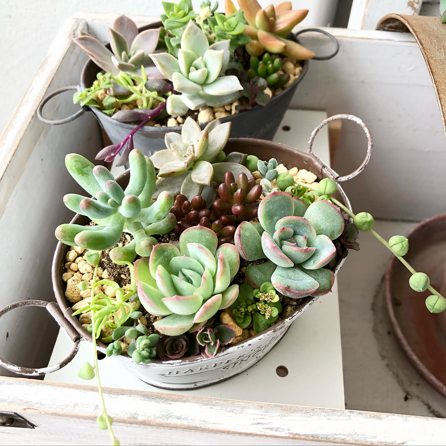 6段トレー 多肉植物棚 木製プランター 多肉棚 トレー アガベ 斑入り